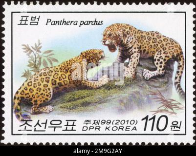 2010 nordkoreanische Briefmarke mit zwei Leoparden (Panthera pardus) auf einer felsigen Landschaft, 110 Won-Stückelung. Stockfoto
