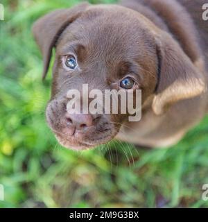 Schokoladen-labrador, Hündchen Stockfoto