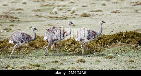 Darwins rhea Birds (Rhea pennata) Walking in Single File, Patagonien, Chile, Südamerika Stockfoto