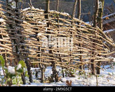 Ein Gartenzaun, der aus Weidenzweigen im Abendlicht gewebt wurde Stockfoto