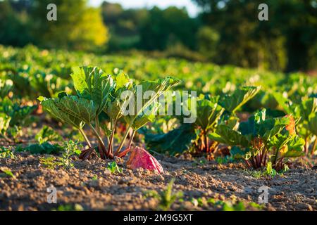 Frischer Rhabarber, der bei Sonnenaufgang auf einem Feld wächst. Konzepte der biologischen Landwirtschaft, des Küchengartens, der nachhaltigen Gemüsegarnternwirtschaft zur Selbstversorgung Stockfoto