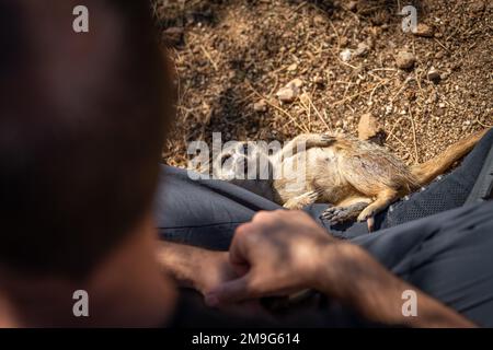 Erdmännchen liegt auf dem Rücken und schaut auf den unbekannten Touristen Stockfoto