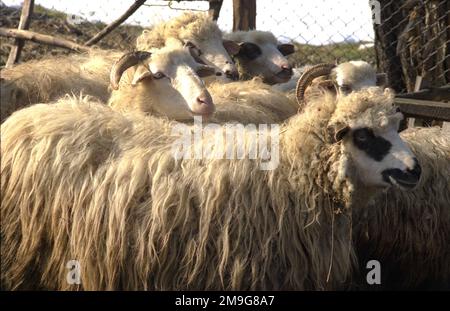 Salaj County, Rumänien, ca. 2000. Schafe im Garten im Winter. Stockfoto