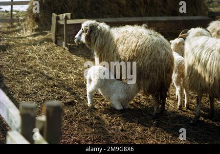 Salaj County, Rumänien, ca. 2000. Mutter von Schafen und Lamm im Winter im Hof. Stockfoto