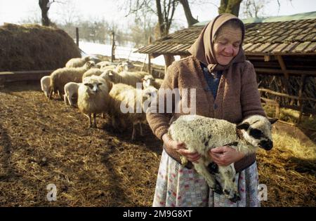 Salaj County, Rumänien, ca. 2000. Ältere Frau, die ein Lamm in den Armen hält. Stockfoto