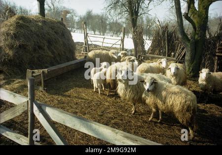 Salaj County, Rumänien, ca. 2000. Schafe im Garten im Winter. Stockfoto