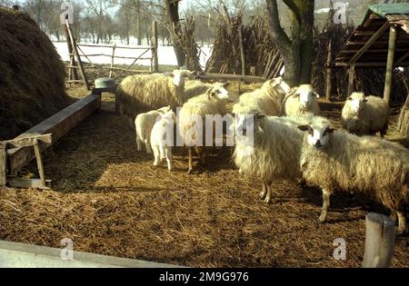 Salaj County, Rumänien, ca. 2000. Schafe im Garten im Winter. Stockfoto