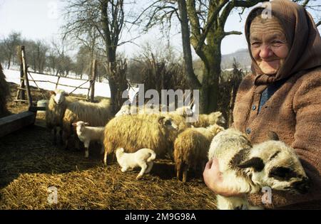 Salaj County, Rumänien, ca. 2000. Ältere Frau, die ein Lamm in den Armen hält. Stockfoto