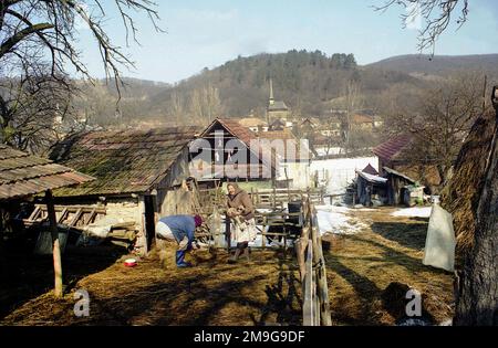 Salaj County, Rumänien, ca. 1999. Ältere Ehepaare, die im Winter in ihrem Hinterhof im Dorf Voivodeni arbeiten. Stockfoto