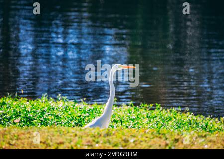 Nahaufnahme eines östlichen Rieseneiers (Ardea alba modesta) am Ufer eines Flusses an einem sonnigen Tag Stockfoto