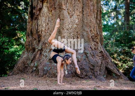 Frau Yoga unter Giant Sequoia, Tacoma, Washington State, USA Stockfoto