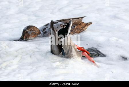 Rerik, Deutschland. 18. Januar 2023. Zwei Enten suchen nach Nahrung im Schaum auf der Salzhaff, eine verkehrt herum. Der starke Wind der letzten Tage hatte das Wasser aufgewühlt. Im Norden dominiert ruhiges und teilweise sonniges Wetter. Kredit: Bernd Wüstneck/dpa/Alamy Live News Stockfoto