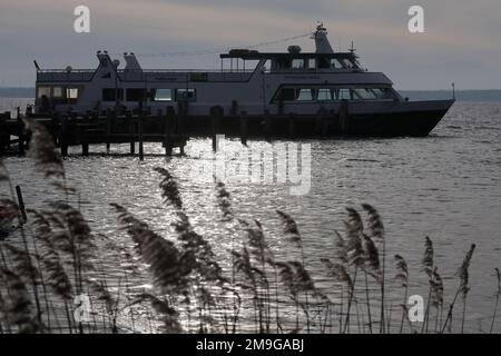 Rerik, Deutschland. 18. Januar 2023. Ein Ausflugsboot liegt hinter dem Schilf auf der Anlegestelle. Das Wasser auf der Salzhaff scheint in der Sonne. Im Norden dominiert ruhiges und teilweise sonniges Wetter. Kredit: Bernd Wüstneck/dpa/Alamy Live News Stockfoto