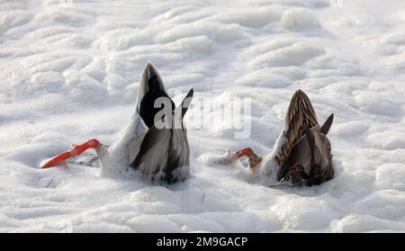 Rerik, Deutschland. 18. Januar 2023. Kopfüber suchen zwei Enten nach Nahrung im Schaum des Salzmarschs. Der starke Wind der letzten Tage hatte das Wasser aufgewühlt. Im Norden dominiert ruhiges und teilweise sonniges Wetter. Kredit: Bernd Wüstneck/dpa/Alamy Live News Stockfoto