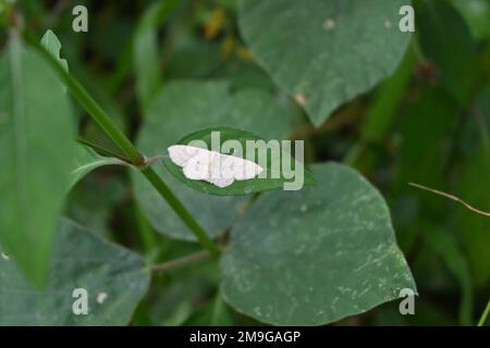 Ein Blick aus einem hohen Winkel auf eine Common Tan Wave Motte (Pleuroprucha Insulsaria), die auf einem wilden Blatt ruht Stockfoto