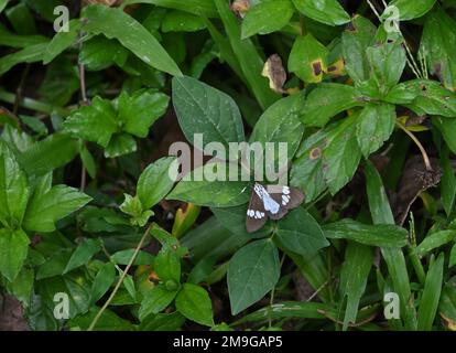 Blick von oben auf eine dreieckige schwarz-weiße Motte, die auf einem wilden Blatt ruht, umgeben vom Gras Stockfoto