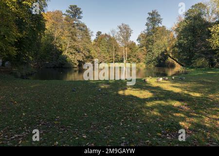 Wildgänse am Ufer eines Teichs im Park. Stockfoto