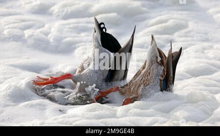 Rerik, Deutschland. 18. Januar 2023. Kopfüber suchen zwei Enten nach Nahrung im Schaum des Salzmarschs. Der starke Wind der letzten Tage hatte das Wasser aufgewühlt. Im Norden dominiert ruhiges und teilweise sonniges Wetter. Kredit: Bernd Wüstneck/dpa/Alamy Live News Stockfoto