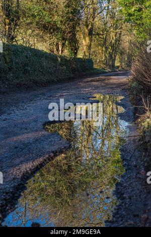 Baumreflexionen in großen Pfützen auf einer Landstraße in Belper, Derbyshire, England Stockfoto