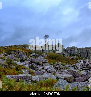 Ein einsamer Baum, der aus einem felsigen Felsvorsprung im Snowdonia-Nationalpark, North Wales, Großbritannien, wächst Stockfoto