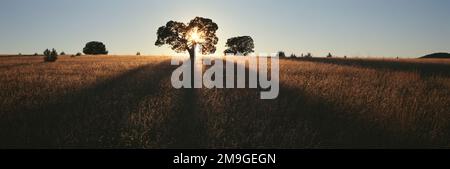 Landschaft mit Alligator Junipers (Juniperus deppeana) und grama Grass (Bouteloua hirsuta) bei Sonnenuntergang, San Carlos Apache Indian Reservation, Tonto National Forest, Arizona, USA Stockfoto