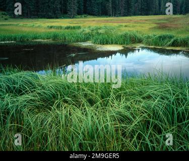 Cienega mit geschwungener Kante (Carex sp.), Apache Sitgreaves National Forest, Arizona, USA Stockfoto