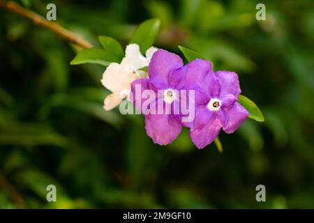 Nahaufnahme von Brunfelsia australis Blumen oder Gestern heute Morgen oder Morgen Mittag und Nacht oder Kiss Me Quick oder Brasilien Regenbaum, blühend in bo Stockfoto