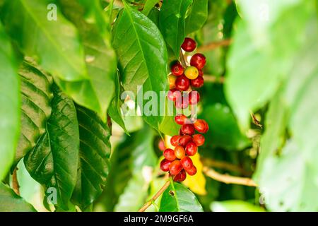 Aus der Nähe sehen Sie einen Haufen reifer arabica-Kaffeekirschen oder arabica-Kaffeebeeren, die in einem Zweig eines Baumes hängen. Stockfoto