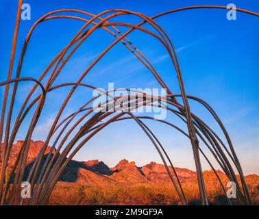 Bei Sonnenuntergang in der Wüste im Eagletail Mountains Wilderness, Arizona, USA Stockfoto