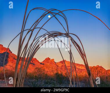 Bei Sonnenuntergang in der Wüste im Eagletail Mountains Wilderness, Arizona, USA Stockfoto