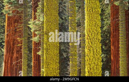 Weiße Tannen (Abies concolor) bedeckt mit Moos und riesigen Mammutbäumen (Sequoia giganteum), Sequoia-Nationalpark, Kalifornien, USA Stockfoto