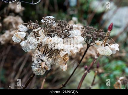 Tote Blumen der Hortensien-Pflanze im Winter Stockfoto