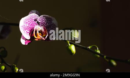 Indonesischer Anggrek Bulan oder Blüten und Blumen Knospen violette Orchideenblüten (Phalaenopsis amabilis) selektiver Fokus. Stockfoto