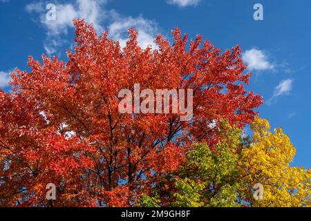 Wunderschöne Blätter in Herbstfarben in einem Nationalpark Stockfoto