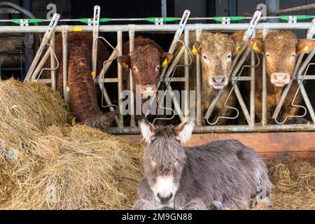 Rinder, die als Esel gefüttert werden, ruhen auf Silagegras oder Heu, das im Winter als Viehfutter verwendet wird. Stockfoto