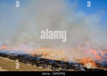 63863-02509 Prairie Fire während Controlled Burn, Prairie Ridge State Natural Area, Marion Co IL Stockfoto