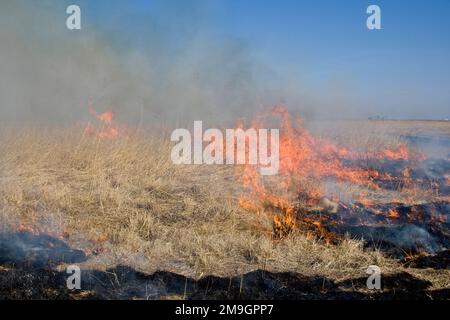 63863-02510 Prairie Fire während Controlled Burn, Prairie Ridge State Natural Area, Marion Co IL Stockfoto