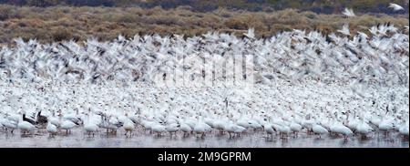 Schneegänse (Anser caerulescens) Kolonie im See, Bosque del Apache National Wildlife Refuge, New Mexico, USA Stockfoto