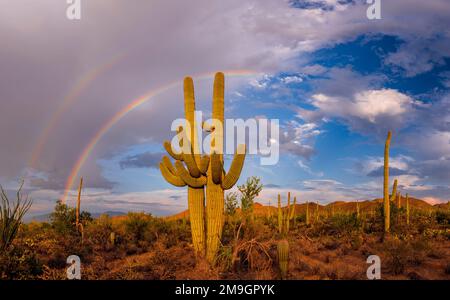 Saguarokaktus (Carnegiea gigantea) und Regenbogen über der Wüste, South Maricopa Mountains Wilderness, Sonoron Desert National Monument, Arizona, USA Stockfoto