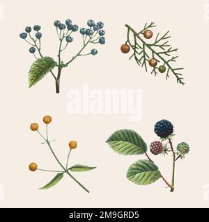 Vintage botanischen Vektor-Set handgezeichnete Illustration Stock Vektor