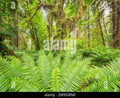 Hoh Rainforest mit Farnen und Bäumen, Olympic National Park, Washington State, USA Stockfoto