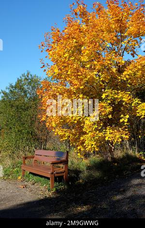 Sonnenbeleuchtete Parkbank unter dem hellen herbstfarbenen Baum mit Schatten an der Seite, Vallisaari, Helsinki Stockfoto