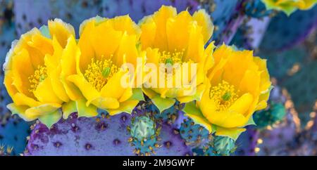 Nahaufnahme der gelben Santa Rita Stachelfeige (Opuntia violacea) Kaktusblumen, Sonora-Wüste, Tucson, Arizona, USA Stockfoto