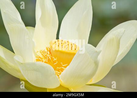 63899-04913 American Lotus (Nelumbo lutea) in Wetland Fayette Co IL Stockfoto