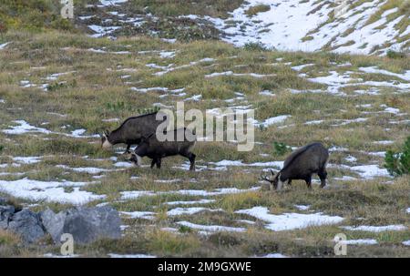 Tatra GEMSE (RUPICAPRA rupicapra tatrica) in einer natürlichen Umgebung. Stockfoto