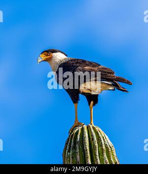 Caracara-Schamhai (Caracara cheriway), hoch oben auf Kakteen vor blauem Himmel, Baja California Sur, Mexiko Stockfoto