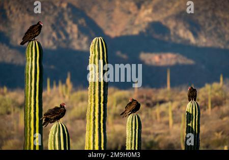 Gruppe von truthahngeiern (Cathartes aura), die in der Wüste auf Kakteen sitzen, Baja California Sur, Mexiko Stockfoto