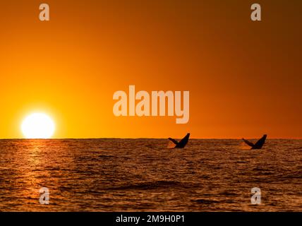 Buckelwale (Megaptera novaeangliae), die bei Sonnenuntergang im Meer aufbrechen, Baja California Sur, Mexiko Stockfoto