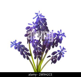 Kleiner Strauß Muscari, isoliert auf weißem Hintergrund. Traubenhyazinth. Selektiver Fokus. Stockfoto