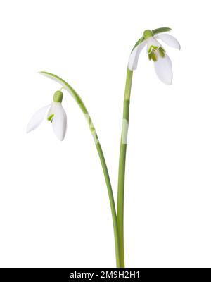 Zwei weiße Schneeglöckchen, isoliert auf weißem Hintergrund. Stockfoto